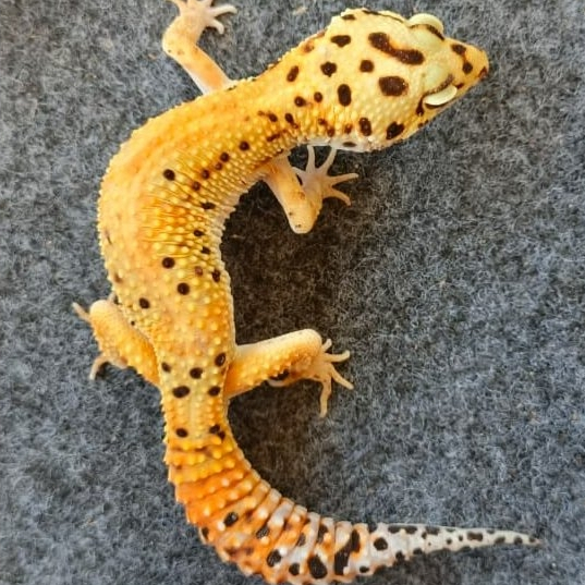 Leopard Gecko Emerine ph Tremper | Male/Jantan Gecko Sehat Aktif Jinak
