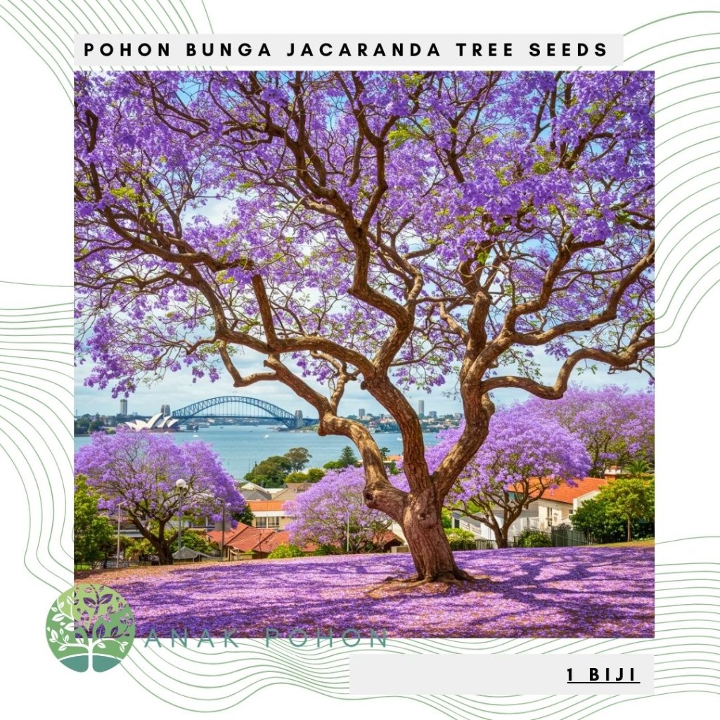 Benih Bibit Biji - Pohon Blue Jacaranda Tree Seeds - IMPORT