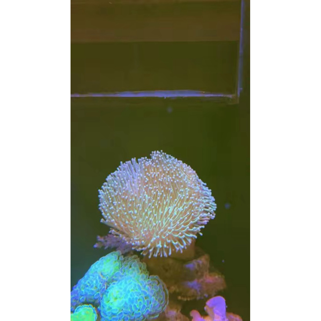 hiasan aquarium payungan koral coral karang