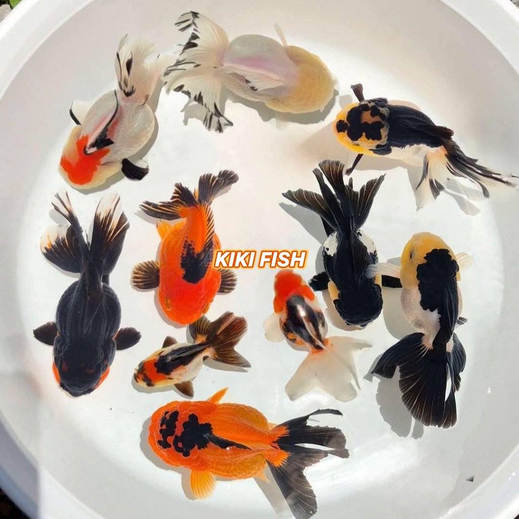 Promo hiasan aquarium ikan segala jenis MasKoki ORANDA RANCHU BLACK MORE MUTIARA