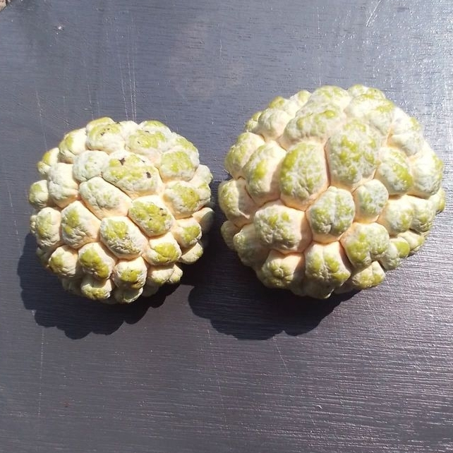 Buah srikaya jumbo,segar berkualitas,bersih