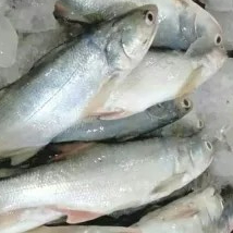 ikan sinangin 500gram
