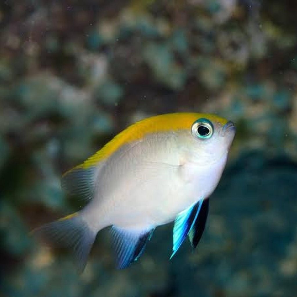 Ikan Hias Air Laut Betok Dasi Biru