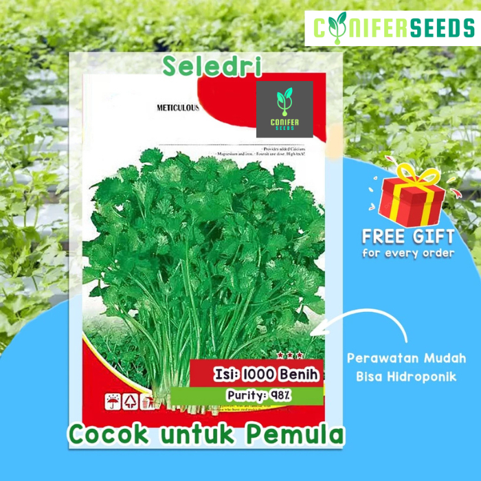 Benih Bibit Seledri Biji Premium Hidroponik