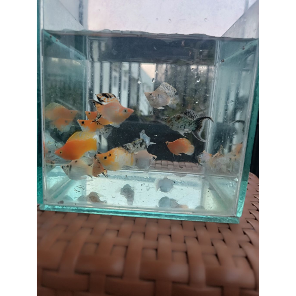 ikan molly