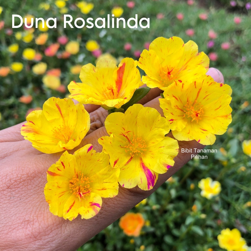 Bunga krokot duna rosalinda