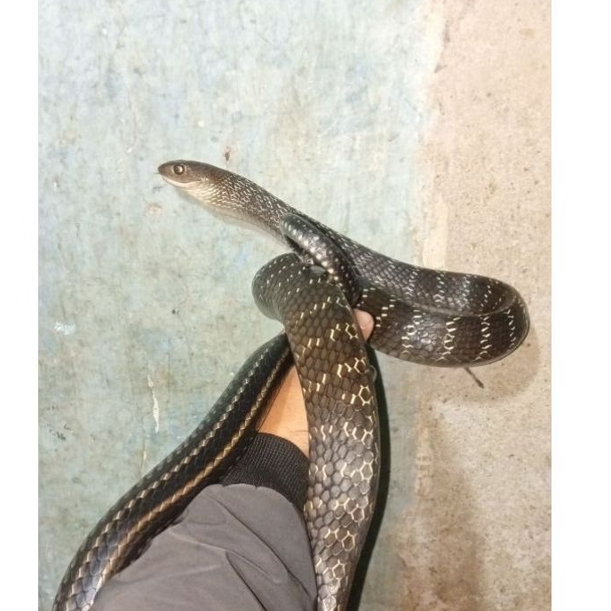ptyas carinata (kiko)