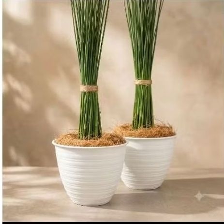 Tanaman hias Bambu air / Bambu Air / bambu air hidup/ bambu hiasan