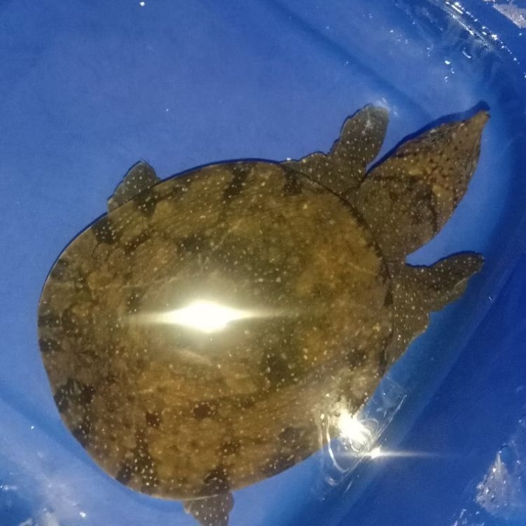 Pelet BULUS LABI LABI AMYDA asli Blitar 11cm