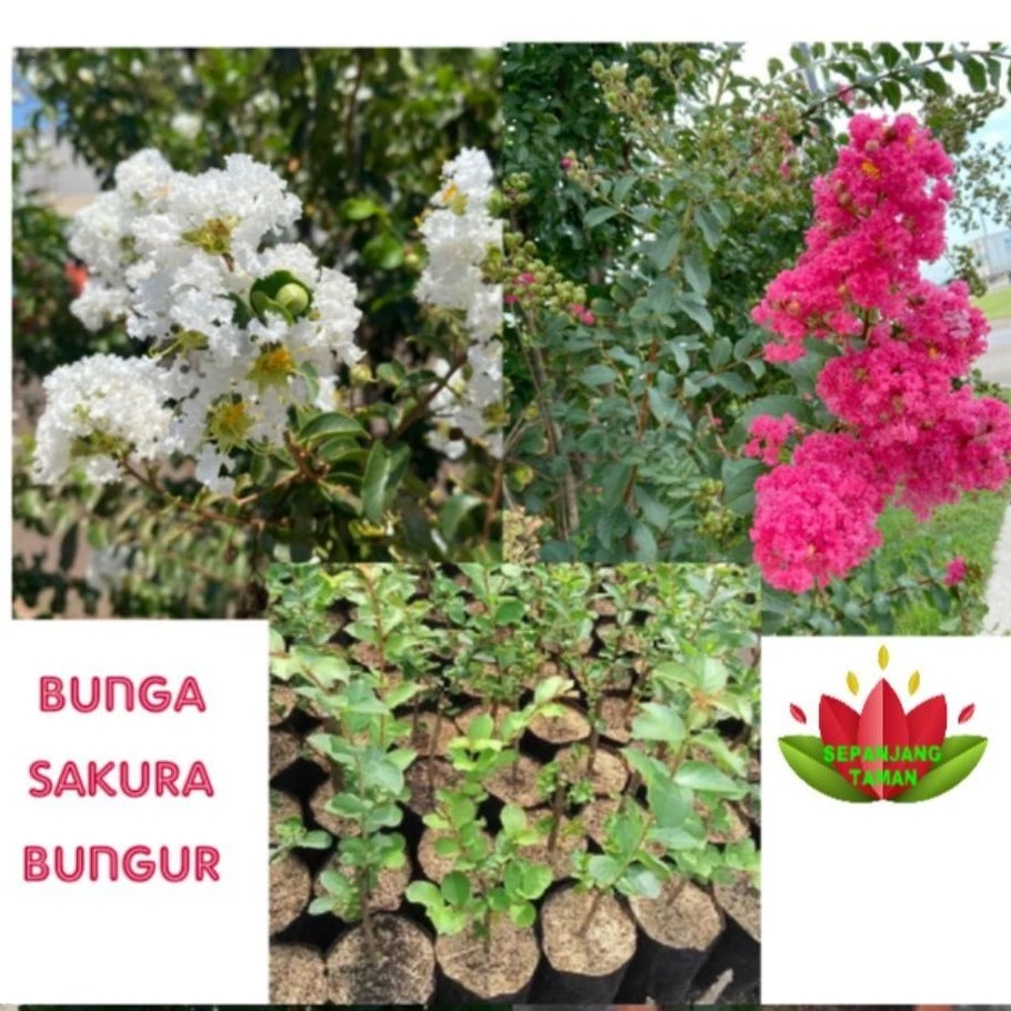 Paket 2 Pohon Bunga Sakura Lokal Pink Dan Putih/ Tanaman Hias Sakura Bungur Lokal Bunga Menawan Deko