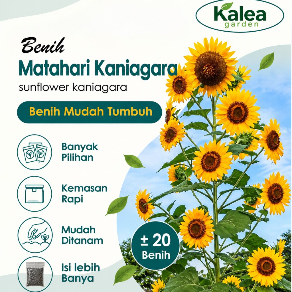 Benih Bunga Matahari Kaniagara Unggul – Benih Bunga Matahari Cantik
