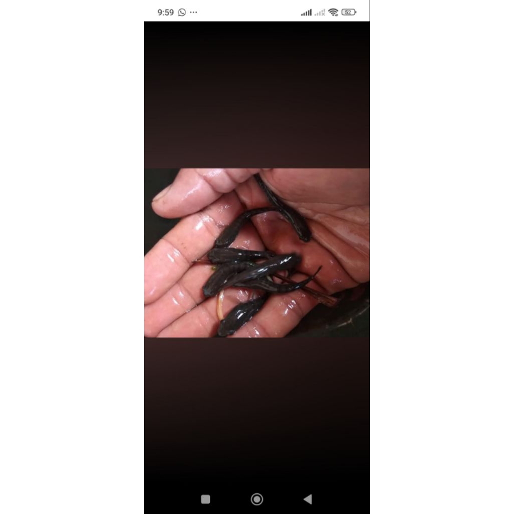 bibit ikan gabus