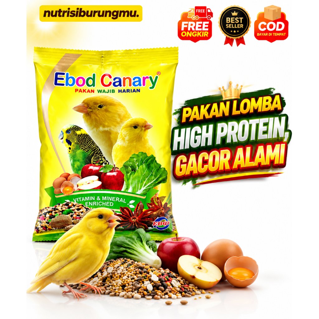 Ebod Kenari Pakan Tinggi Kenari Pakan Lomba Dosis Tinggi Auto Gacor