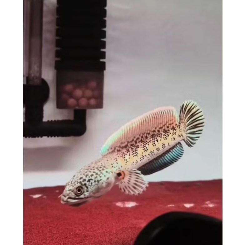 auranti cb china bahanan 2 ekor Sz 3-5 cm