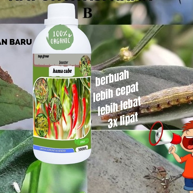 Pupuk Anti Keriting Cabe Obat Semprot Organik Cabe Pupuk Anti Hama Cabe pupuk Cabe Buah Lebat PUpuk 