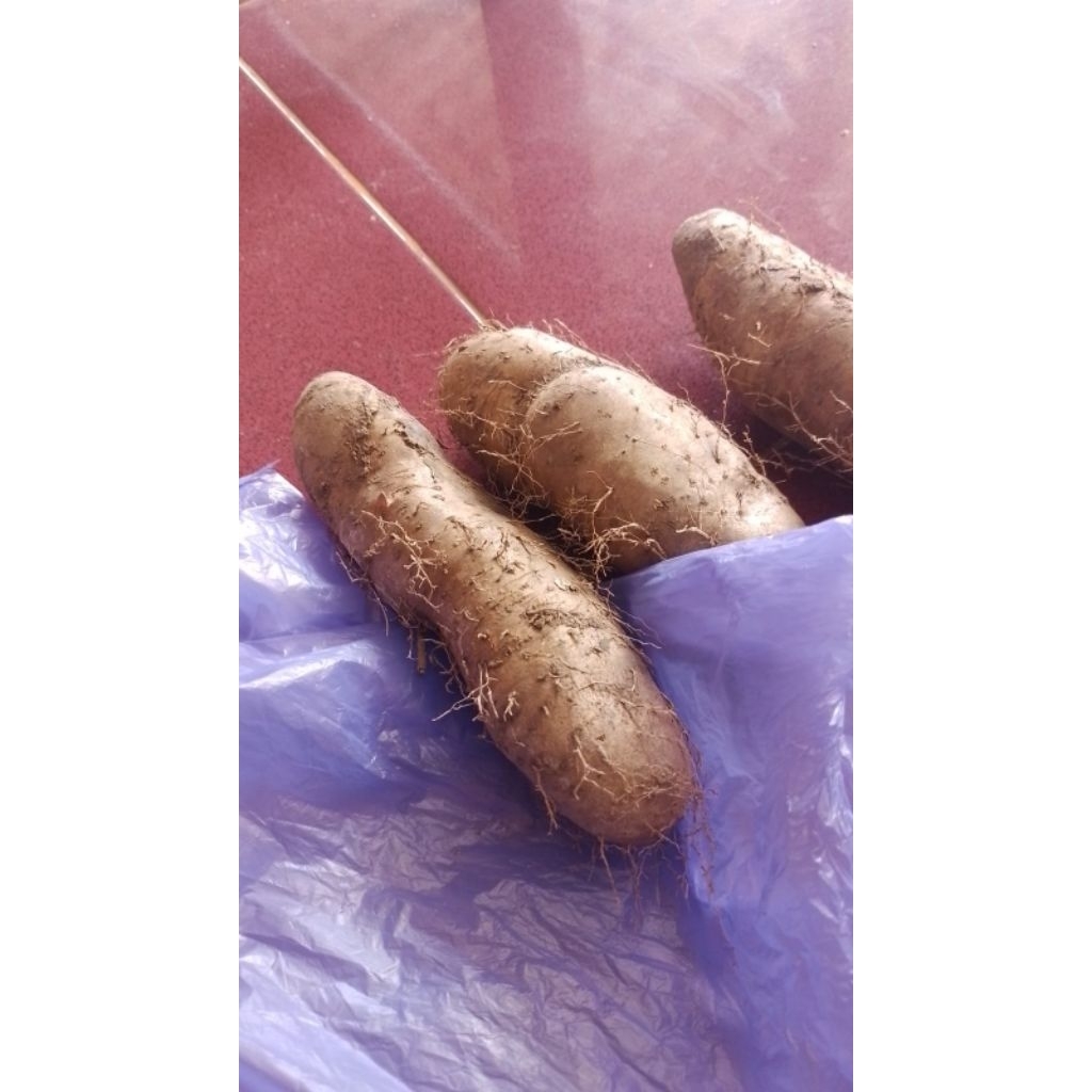 

Ubi Gembili 1 kg empuk enak