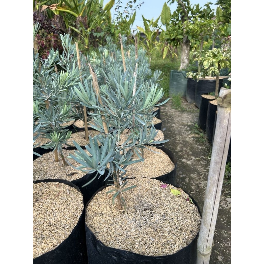 Tanaman hias lohansung blue ice - bahan bonsai - lohansung silver