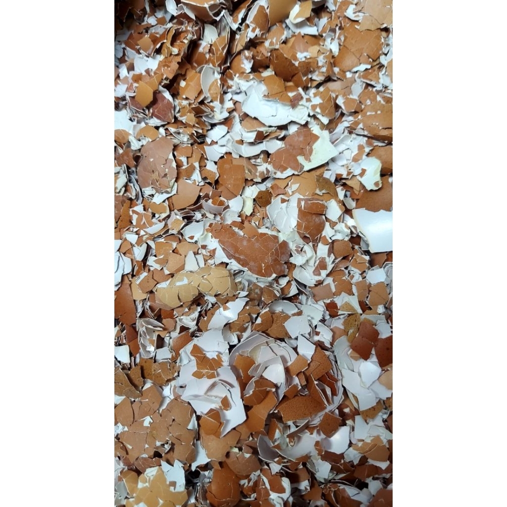 

Cangkang/Kulit Telur Ayam