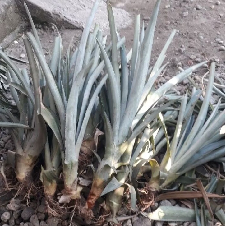 

nanas madu simplek /nanas kelut buah jumbo manis cepat buah di jual bibit / batang