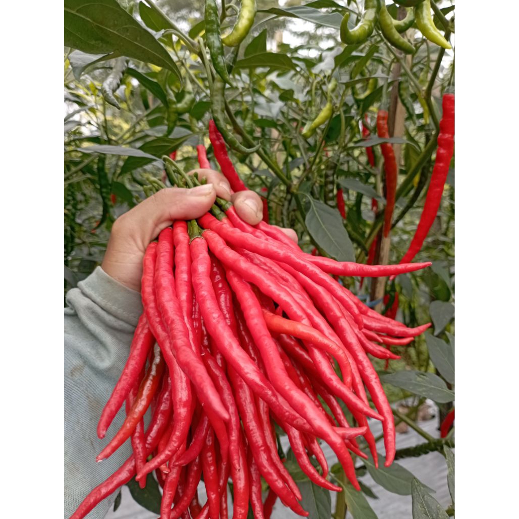 

Cabe Cabai Merah Kriting 1kg Fress Langsung Petani