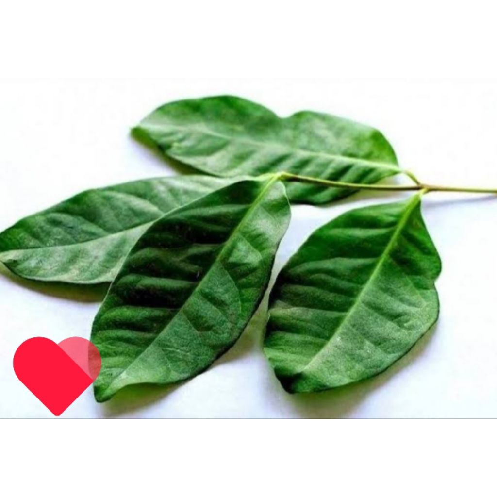 

daun salam 100 lembar