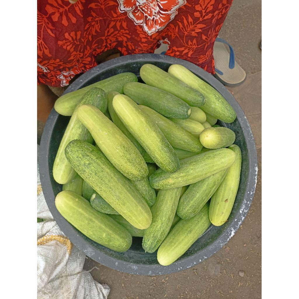 

mentimun segar berat 1kg