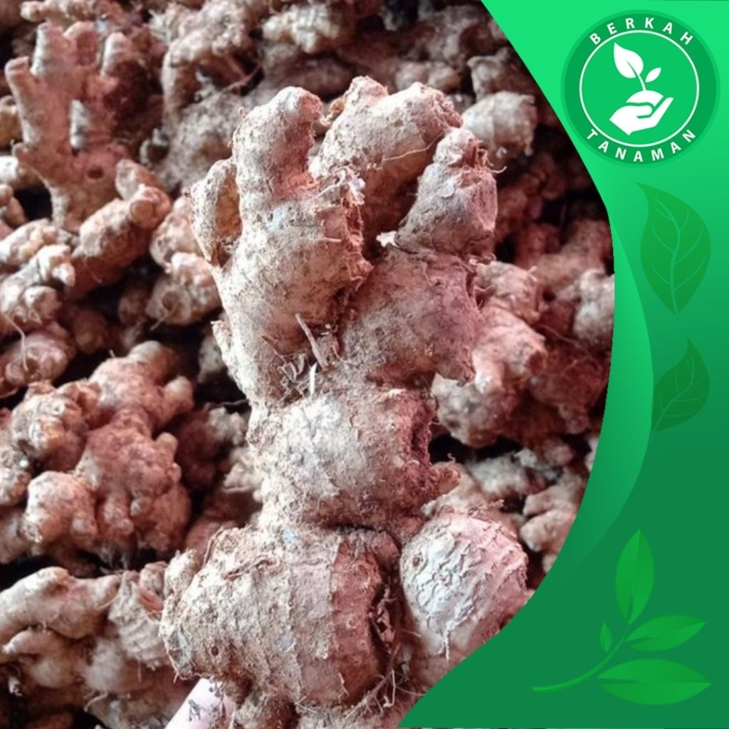 

Jahe Emprit Super 1kg Grade A - Harga Murah Bersahabat