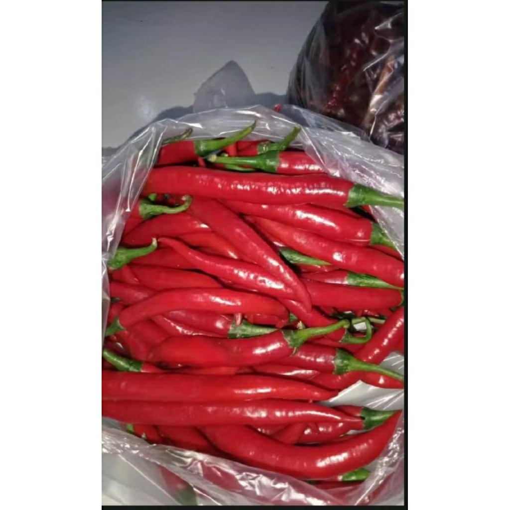 CABE MERAH BESAR/CABE MERAH BAGUS