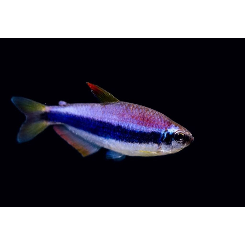 EMPEROR BLUE KERI TETRA HIASAN AQUARIUM PAKET 20E