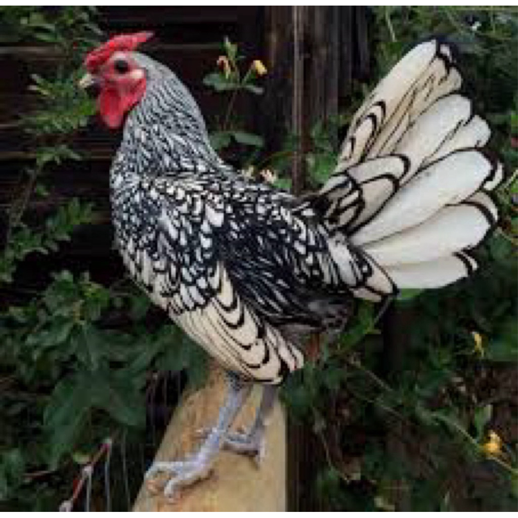 

TELUR FERTIL AYAM BATIK UNTUK DITETASKAN