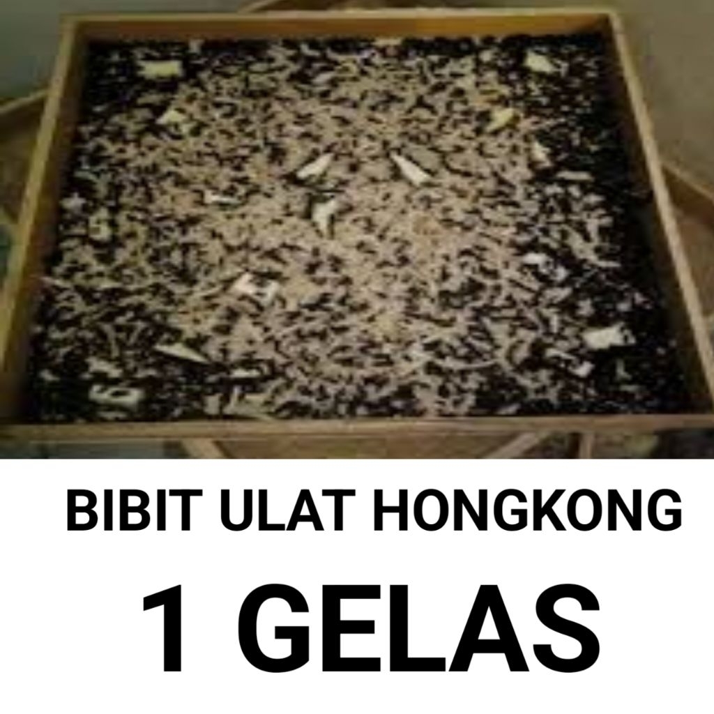 kepik ulat hongkong