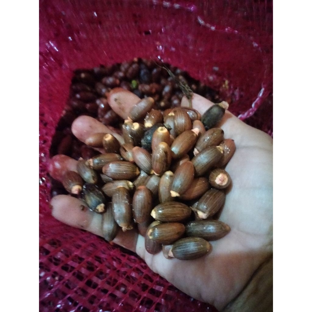 

biji melinjo super tua untuk bahan emping sangatempuk