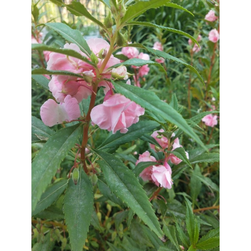 bibit benih bunga pacar air pink