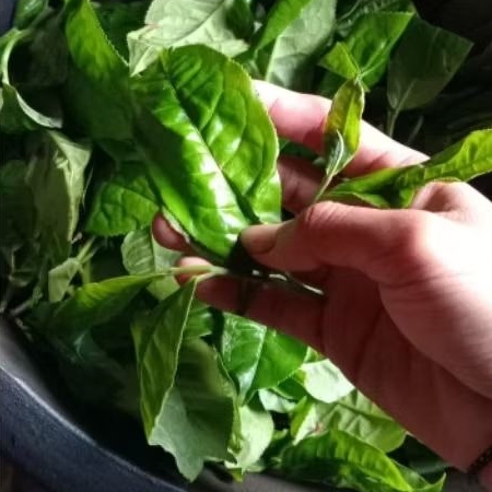 

Teh gambong 7 sangrey alami