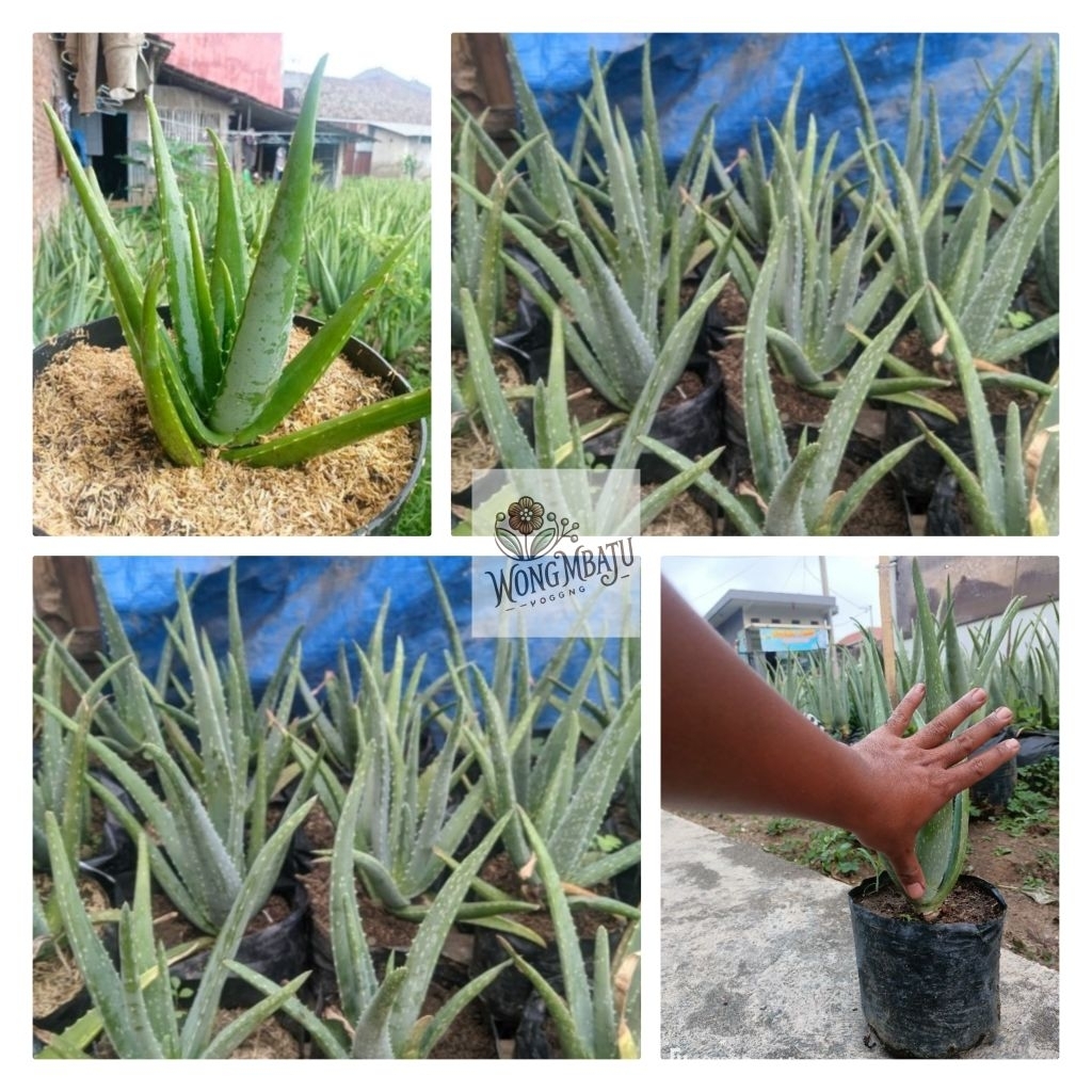 Bibit Tanaman Lidah Buaya Barbadensis/Lidah Buaya Jumbo
