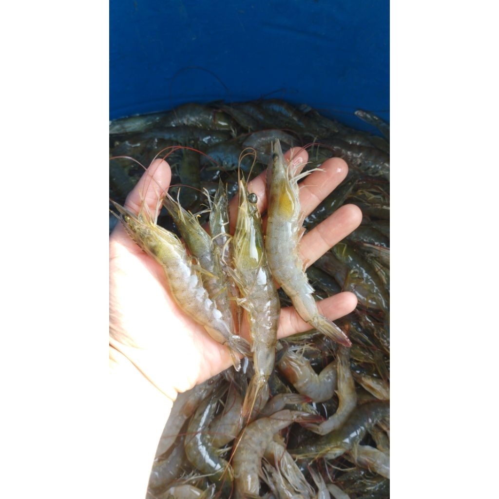 

UDANG SEGAR ASLI SIDOARJO