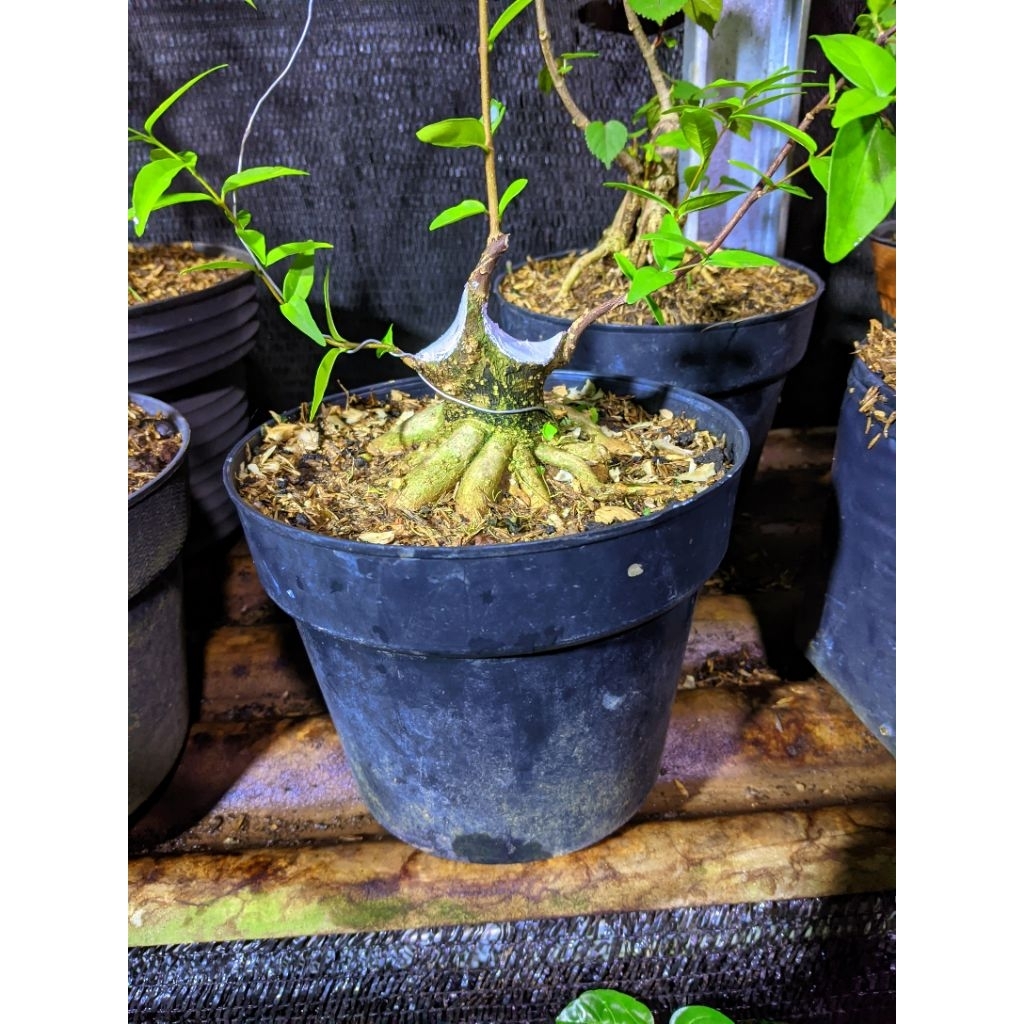 Anting Putri Minion program akar