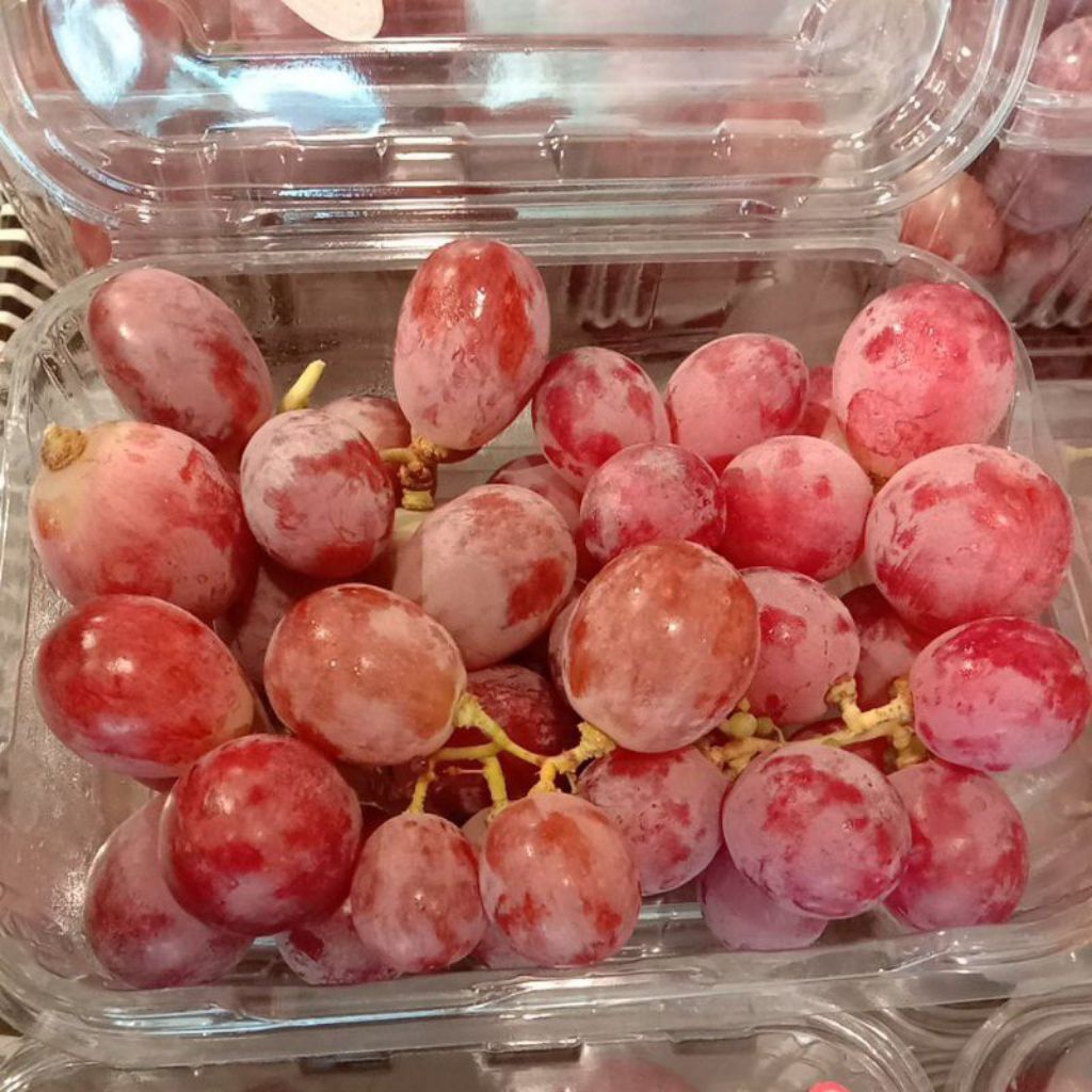 

BUAH ANGGUR RED GLOBE PREMIUM PACK KEMASAN MIKA 500 GR FRESH MANIS