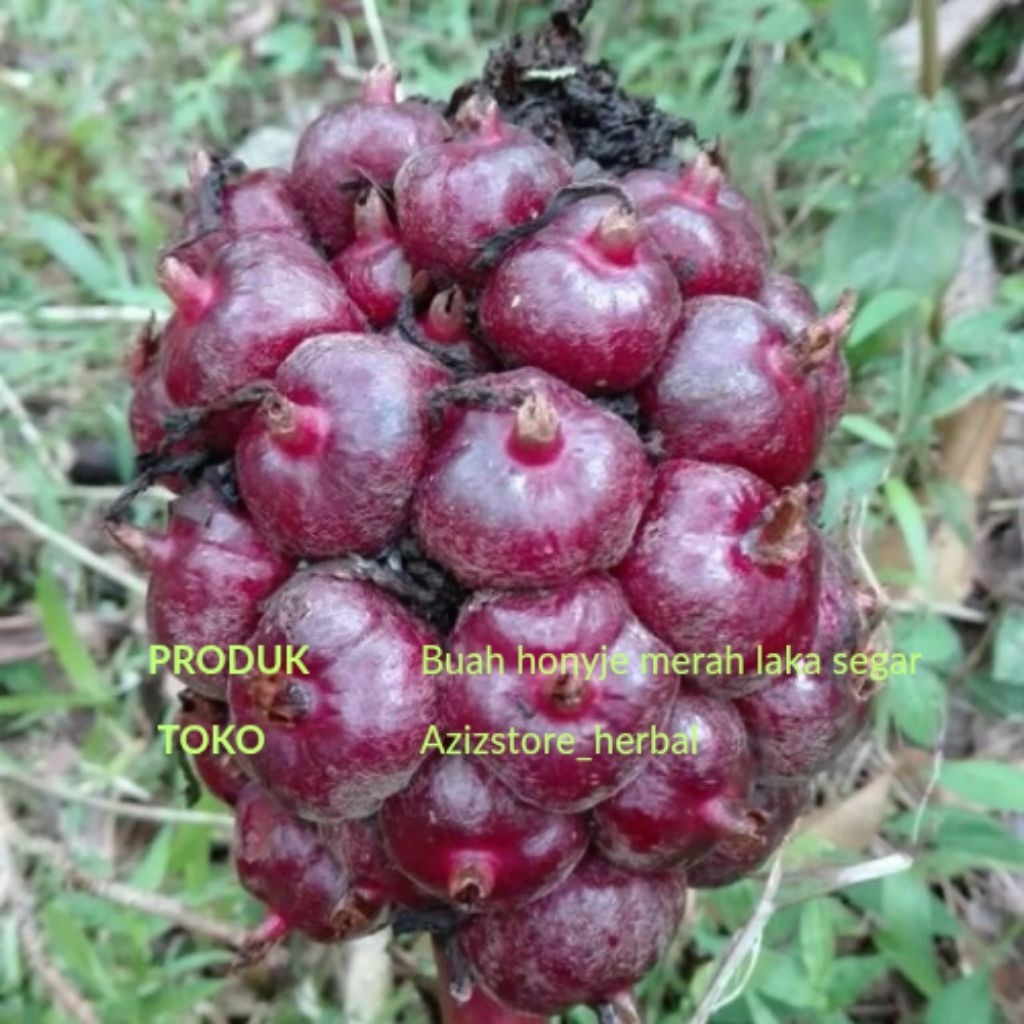 

buah honyje merah laka segar di petik langsung 1 kg