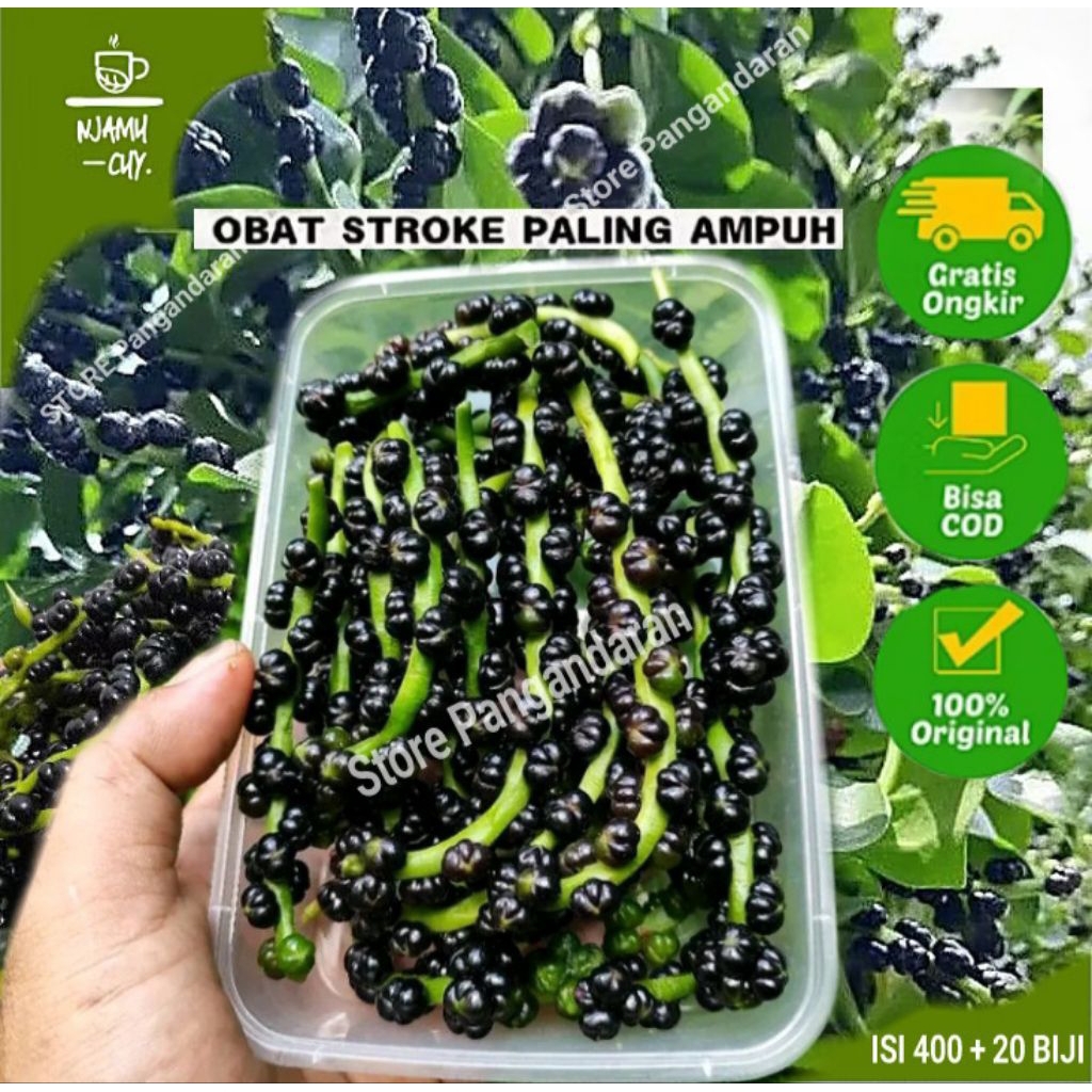 

Buah Angkung Segar Isi 400 biji + 20 biji Bonus Obat Stroke