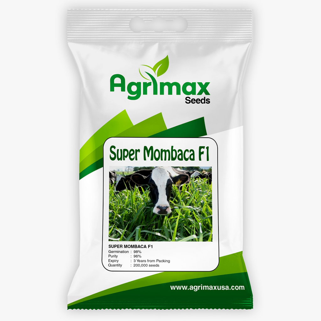 Benih Super Rumput MOMBACA F1 1500 Biji Premium Grass Seed Panicum Maximum Bibit Jnggul Import Pakan
