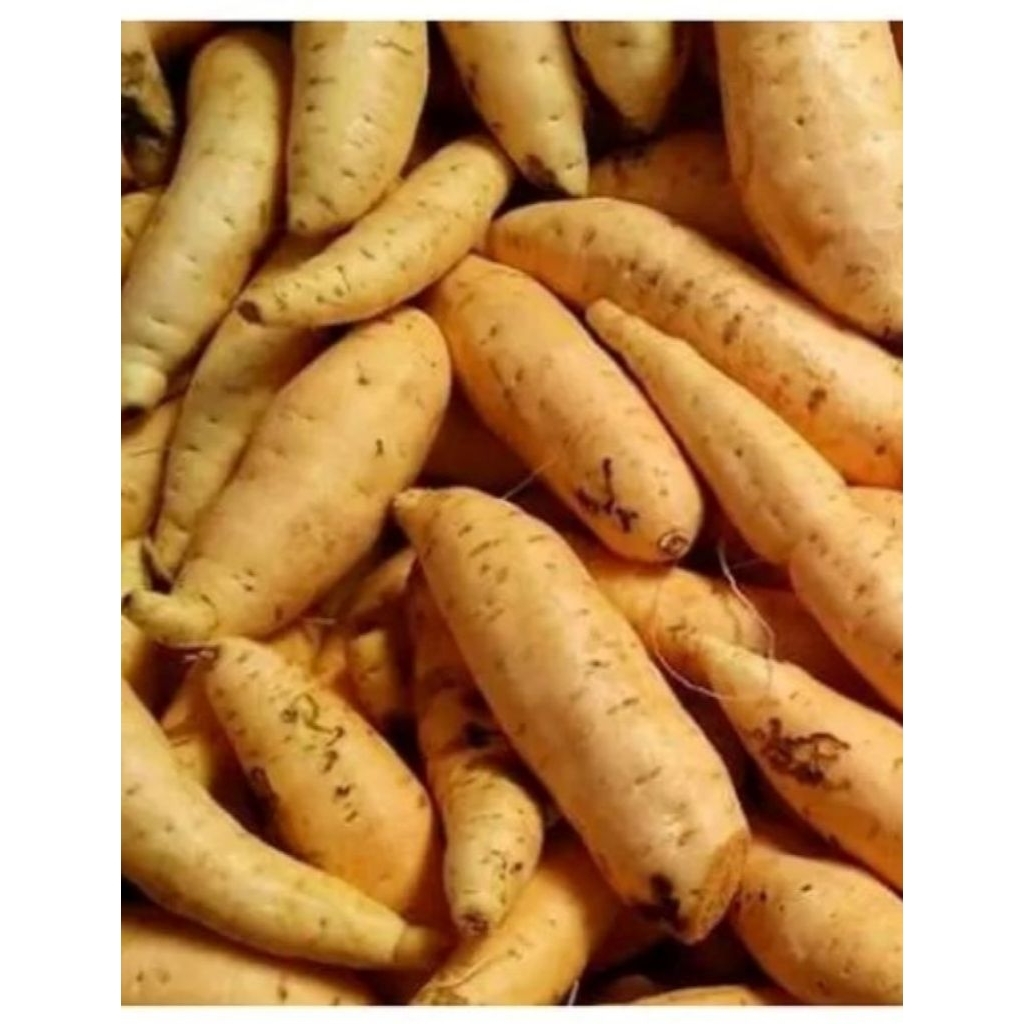 

(COD) UBI MADU CILEMBU SUPER 2KG (MENTAH)