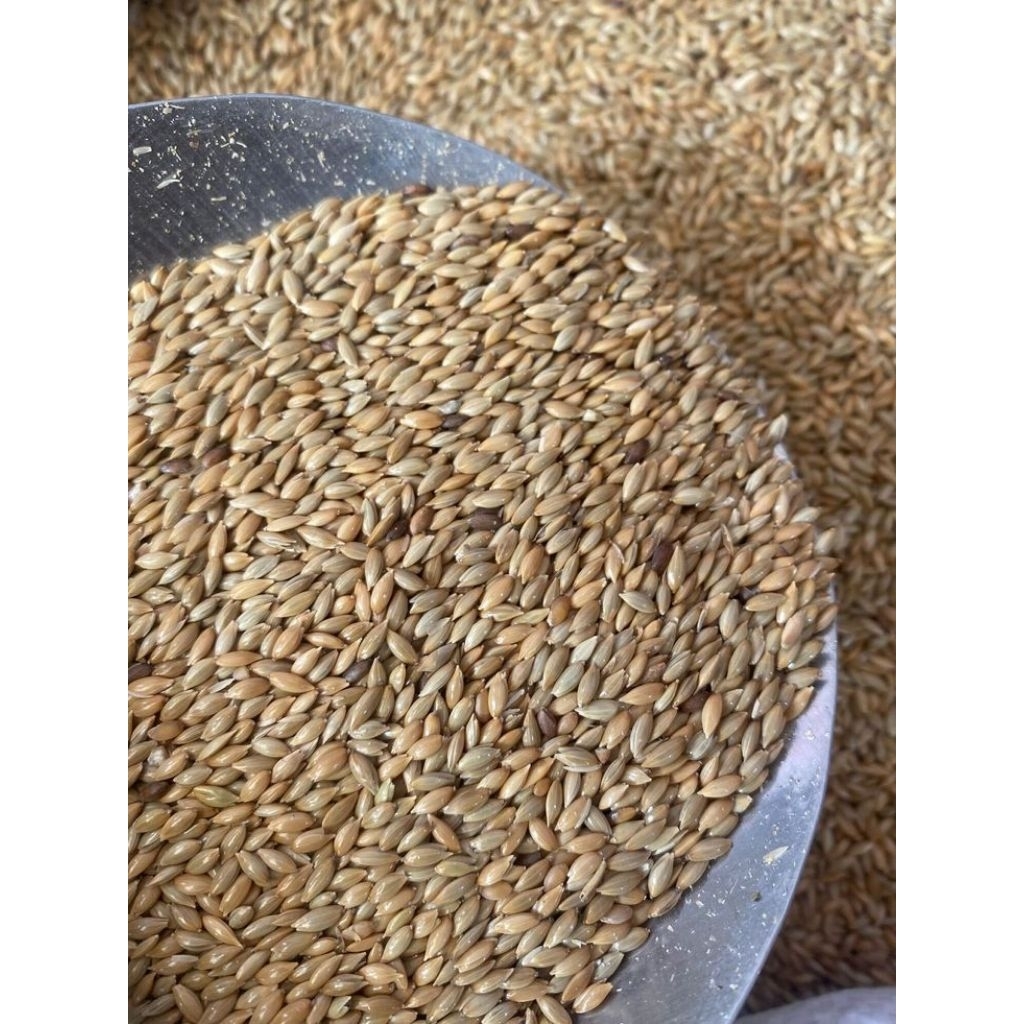 Canary Seed Merk VITA murni tanpa Campuran