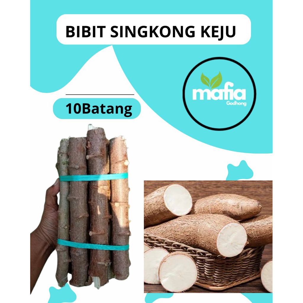 

BIBIT SINGKONG KEJU/25CM/10BATANG