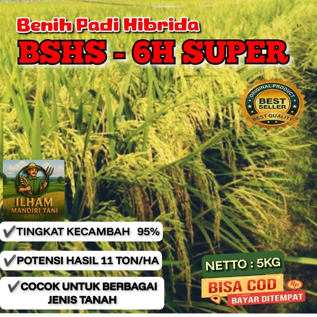 (5KG) Benih Padi HIBRIDA BSHS 6H SUPER Bibit padi unggul yang paling terlaris kulitas super