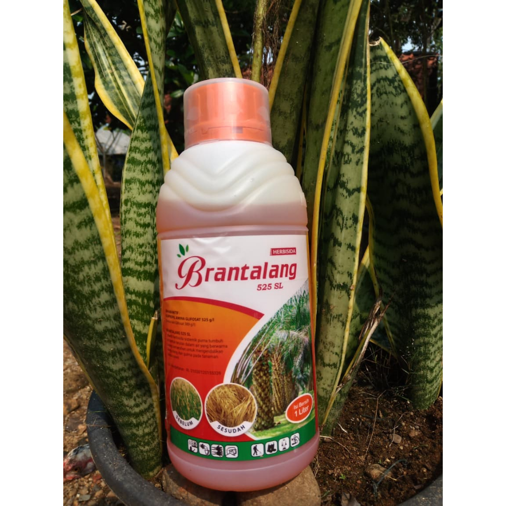 obat rumput Brantalang 525 SL Herbisida sistemik