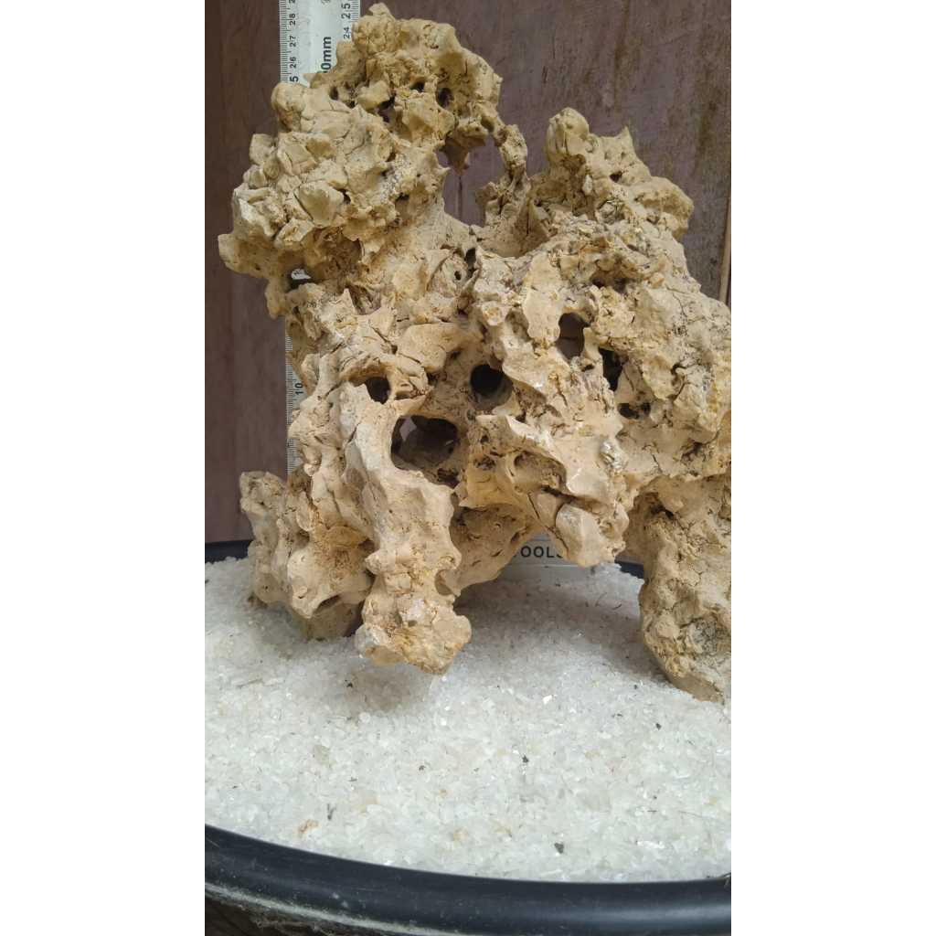 Alltechshop_ Batu Karang Gunung Untuk Bonsai Dan Aquascape