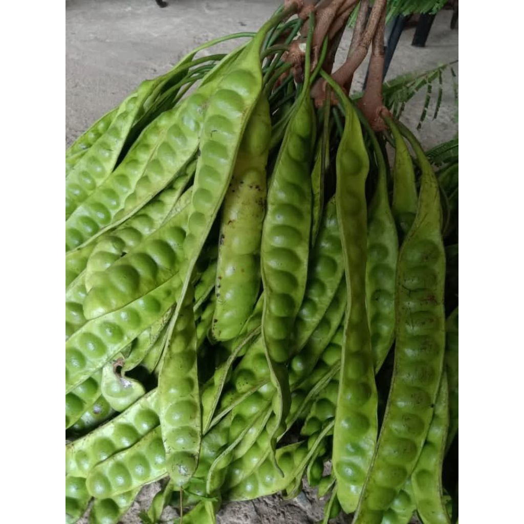 

PETAI TUA SUPER PER SATU LONJOR