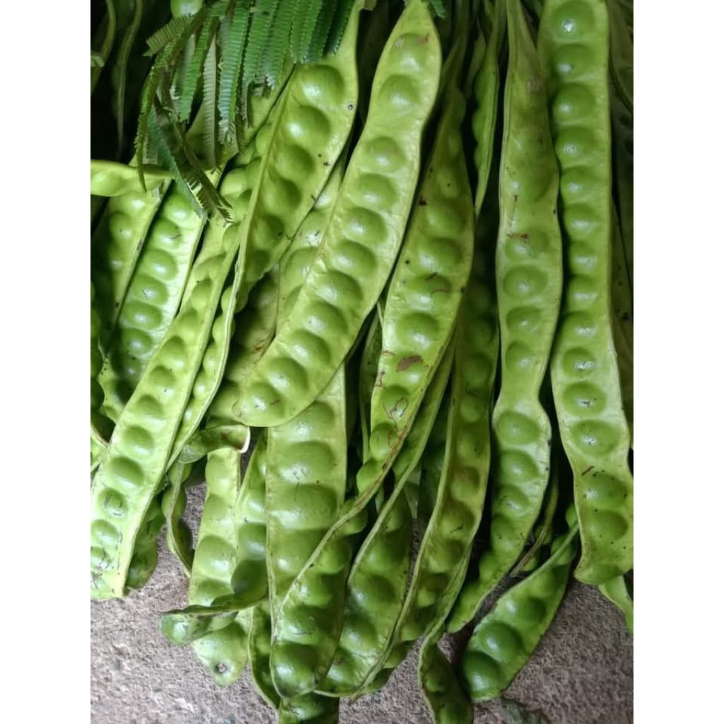 

PETAI TUA SUPER PER SATU LONJOR