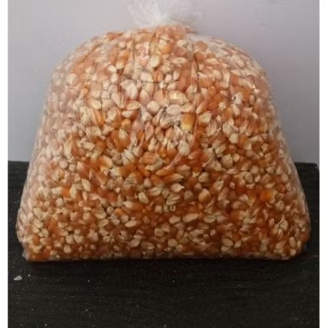 jagung kristal,pakan burung